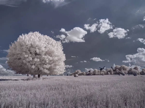 Tiro Tonificado Paisagem Lisa Com Céu Azul Plantas Brancas — Fotografia de Stock