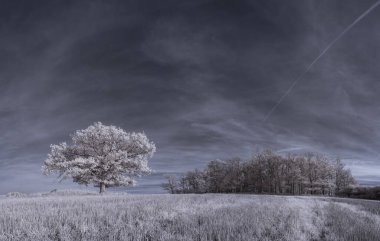 mavi gökyüzü ve beyaz bitkilerle dolu sade bir manzara.