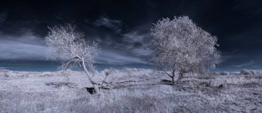 mavi gökyüzü ve beyaz bitkilerle dolu sade bir manzara.