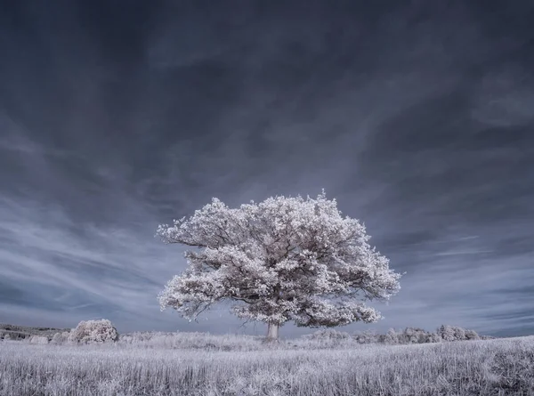 Tonad Bild Vanligt Landskap Med Blå Himmel Och Vita Växter — Stockfoto