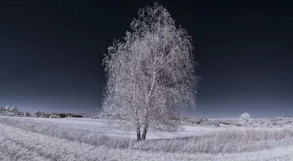 Toned Shot Van Effen Landschap Met Blauwe Lucht Witte Planten — Stockfoto