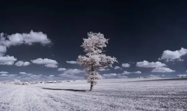 Tónovaný Záběr Krajiny Modrou Oblohou Bílými Rostlinami — Stock fotografie