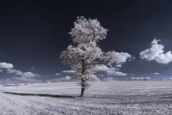 Тонизированный Пейзаж Голубым Небом Белыми Растениями — стоковое фото