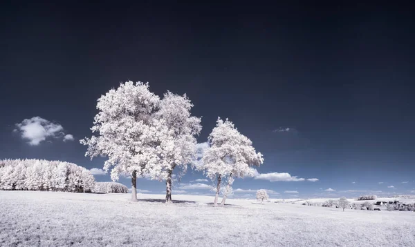 Tónovaný Záběr Krajiny Modrou Oblohou Bílými Rostlinami — Stock fotografie