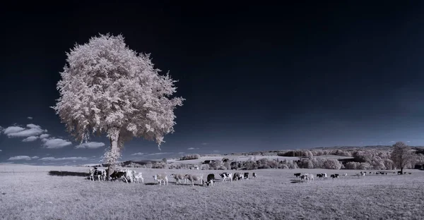 Tiro Tonificado Paisagem Lisa Com Céu Azul Plantas Brancas — Fotografia de Stock