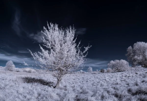 Tiro Tonificado Paisagem Lisa Com Céu Azul Plantas Brancas — Fotografia de Stock