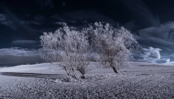 Cliché Tonique Paysage Plat Avec Ciel Bleu Plantes Blanches — Photo