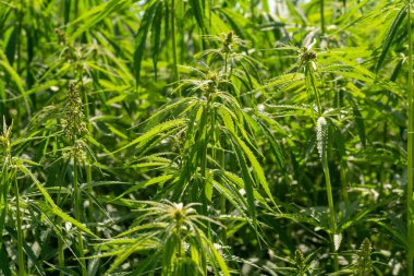 Yeşil kenevir yaprakları yemyeşil, yakın çekim