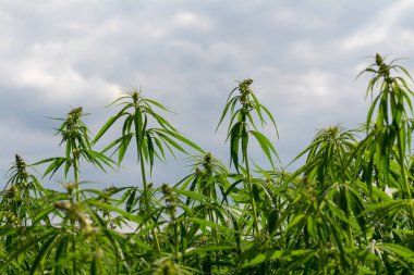 Esrar bulutlu gökyüzü altında büyüyor