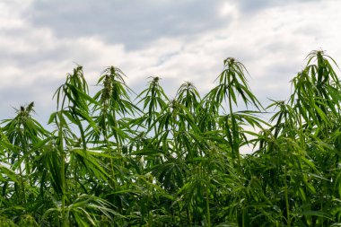 Esrar bulutlu gökyüzü altında büyüyor