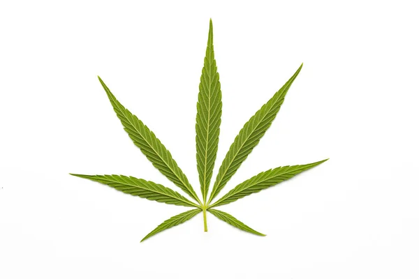 Zöld Cannabis Levél Fehér Háttér — Stock Fotó