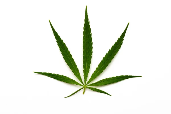 Grönt Cannabisblad Vit Bakgrund — Stockfoto