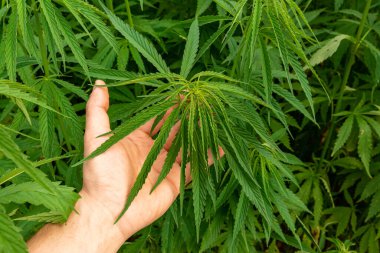 El ele tutuşan yemyeşil kenevir yaprakları