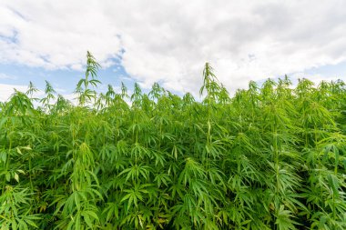 Esrar mavi bulutlu gökyüzünün altında büyüyor