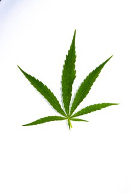Beyaz arkaplanda yeşil kenevir yaprağı