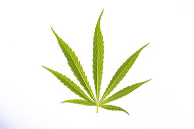 Beyaz arkaplanda yeşil kenevir yaprağı