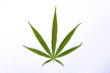 Beyaz arkaplanda yeşil kenevir yaprağı