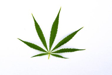 Beyaz arkaplanda yeşil kenevir yaprağı