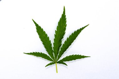 Beyaz arkaplanda yeşil kenevir yaprağı