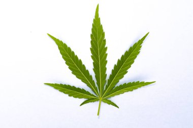 Beyaz arkaplanda yeşil kenevir yaprağı