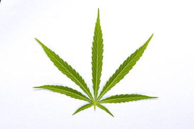 Beyaz arkaplanda yeşil kenevir yaprağı