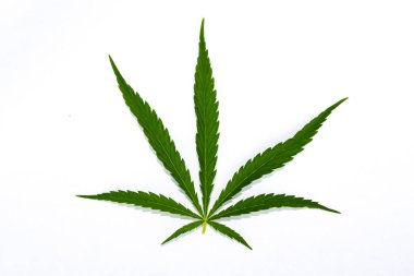 Beyaz arkaplanda yeşil kenevir yaprağı