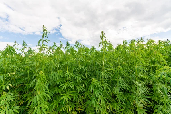 Esrar mavi bulutlu gökyüzünün altında büyüyor