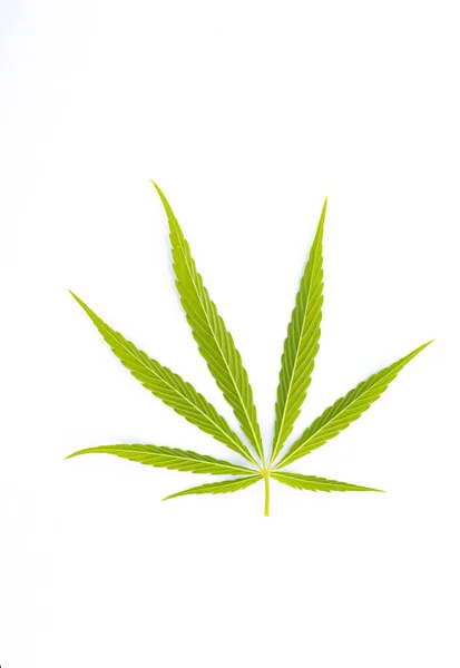 Groen Cannabisblad Witte Achtergrond — Stockfoto