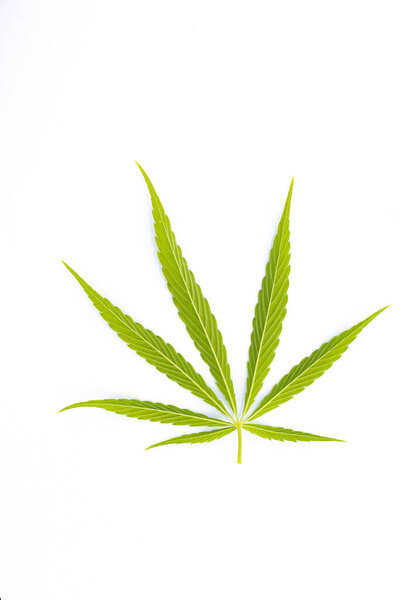 green cannabis leaf on white background