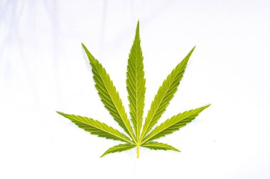 Beyaz arkaplanda yeşil kenevir yaprağı