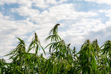 Esrar mavi bulutlu gökyüzünün altında büyüyor