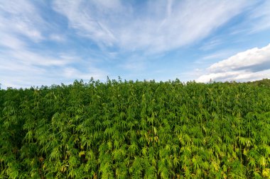 Esrar mavi bulutlu gökyüzünün altında büyüyor