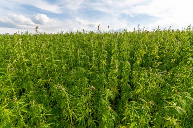 Esrar mavi bulutlu gökyüzünün altında büyüyor