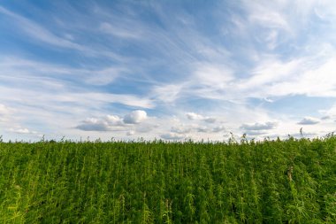 Esrar mavi bulutlu gökyüzünün altında büyüyor