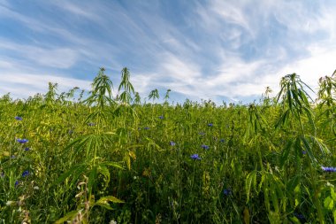 Esrar mavi bulutlu gökyüzünün altında büyüyor
