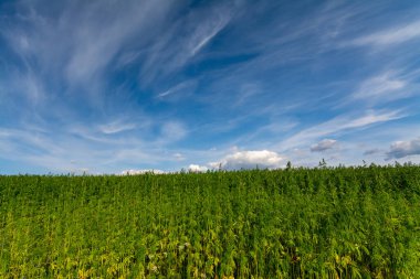 Esrar mavi bulutlu gökyüzünün altında büyüyor