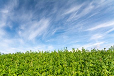 Esrar mavi bulutlu gökyüzünün altında büyüyor