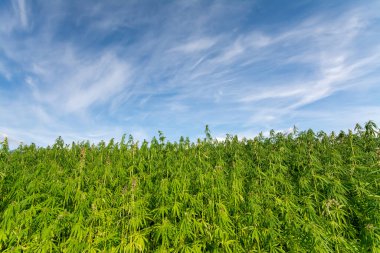 Esrar mavi bulutlu gökyüzünün altında büyüyor