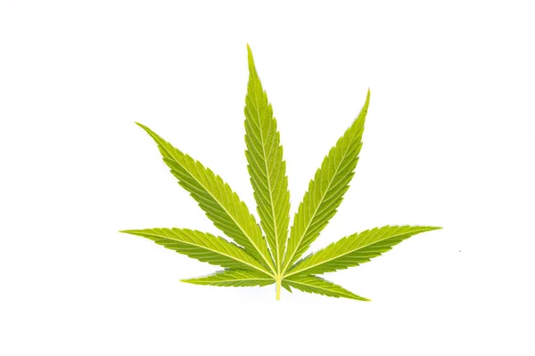Folha Cannabis Verde Fundo Branco — Fotografia de Stock