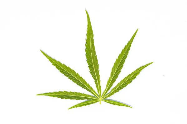 Feuille Cannabis Verte Sur Fond Blanc — Photo