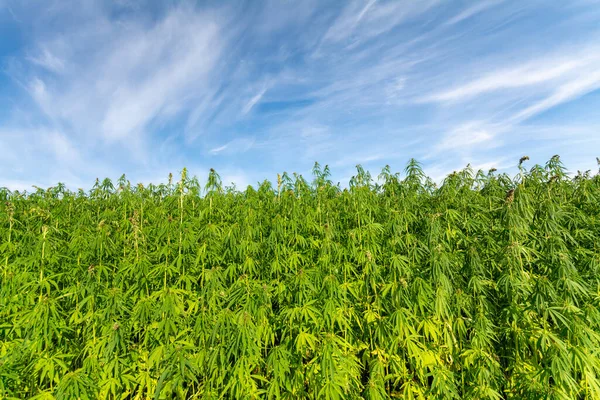 Esrar mavi bulutlu gökyüzünün altında büyüyor