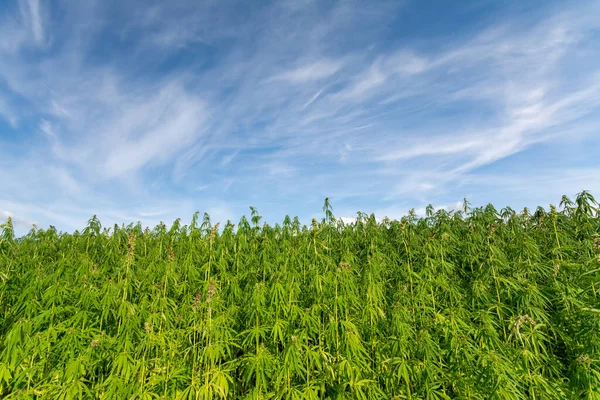 Esrar mavi bulutlu gökyüzünün altında büyüyor