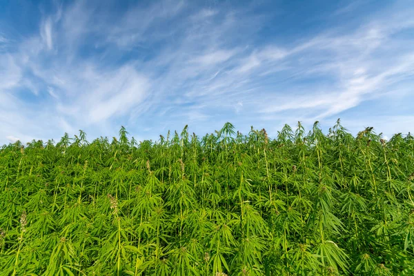 Esrar mavi bulutlu gökyüzünün altında büyüyor