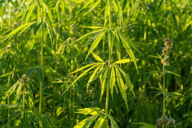 Yeşil kenevir yaprakları yemyeşil, yakın çekim