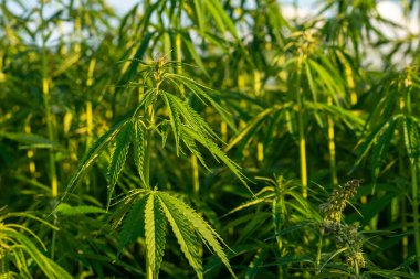 Parlak güneş ışığında büyüyen kenevir, yakın çekim