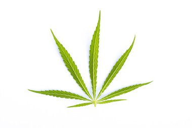 Beyaz arkaplanda yeşil kenevir yaprağı