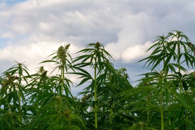 Yeşil kenevir yaprakları yemyeşil, yakın çekim