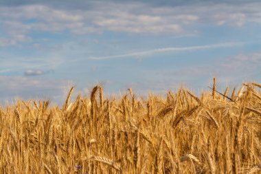 Bulutlu gökyüzünün altında büyüyen buğday