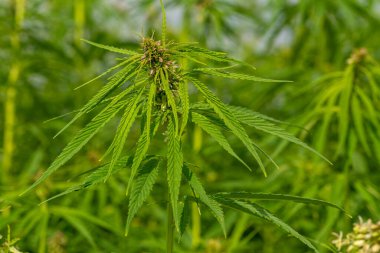 Yeşil kenevir yaprakları yemyeşil, yakın çekim