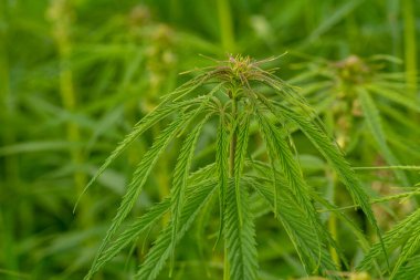 Yeşil kenevir yaprakları yemyeşil, yakın çekim